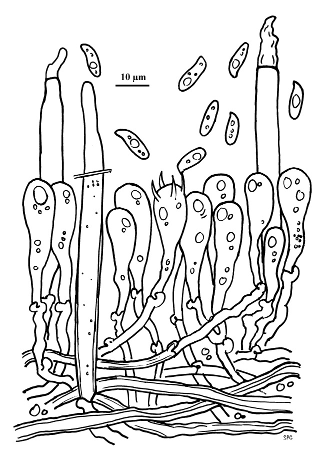 Neolentiporus squamosellus Bernicchia & Ryvarden